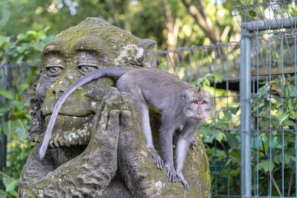 Retrato de um macaco sentado em uma escultura de pedra de um macaco na floresta de macacos sagrados em Ubud, ilha de Bali, Indonésia. Fechar. — Fotografia de Stock