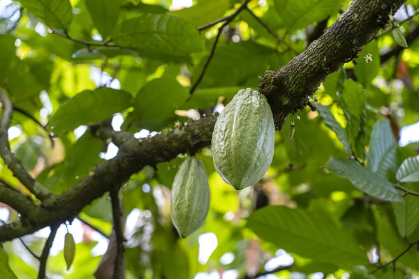 Grãos de cacau verde na árvore na Indonésia — Fotografia de Stock