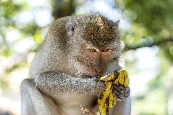 森林、ウブド、島バリ、インドネシアの猿の家族。クローズアップ — ストック写真