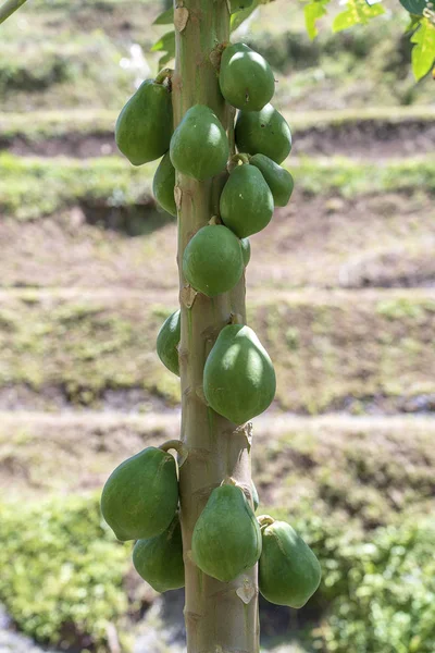 Green papaya fruits of papaya tree in garden in Ubud, island Bali, Indonesia .