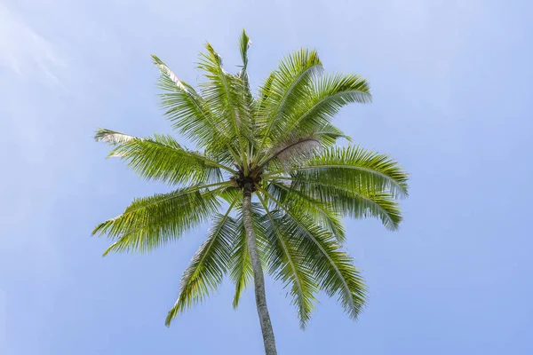 Nahaufnahme grüne Kokosnüsse, die an einer Palme vor blauem Himmel hängen, Thailand — Stockfoto