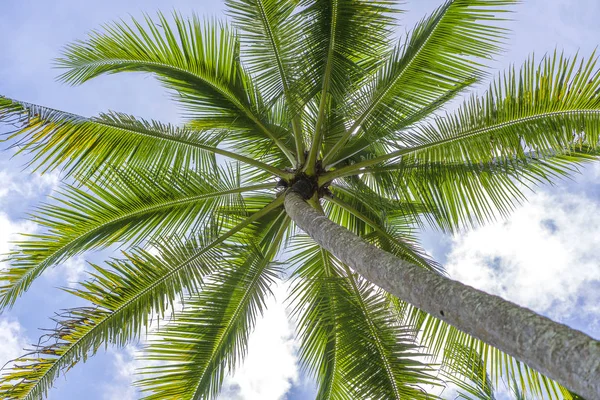 Närbild gröna kokosnötter hängande på en palmträd mot en blå himmel, Thailand — Stockfoto