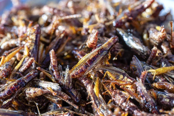 Cicada frito é uma das comidas tailandesas tradicionais normais na Tailândia . — Fotografia de Stock