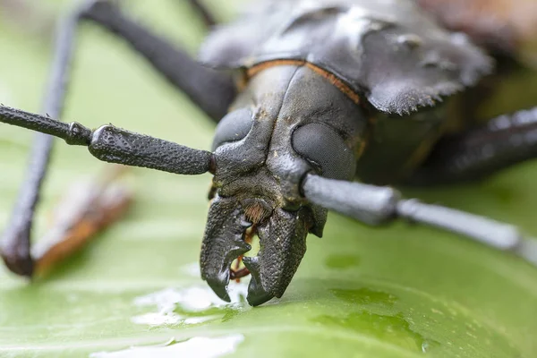 Giant Fijian longhorn beetle from island Koh Phangan, Thailand. Closeup, macro. Giant Fijian long-horned beetle, Xixuthrus heros is one of largest living insect species.Large tropical beetle species