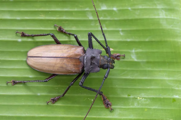 Giant fijianska Longhorn Beetle från Island Koh Phangan, Thailand. Närbild, makro. Giant fijiansk lång behornade skalbagge, Xixuthrus Heros är en av de största levande insektsarter. Stora tropiska skalbaggar arter — Stockfoto