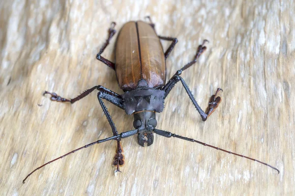 Escarabajo gigante fiyiano de cuerno largo de la isla Koh Phangan, Tailandia. Primer plano, macro. Escarabajo gigante fiyiano de cuernos largos, Xixuthrus héroes es una de las especies de insectos vivos más grandes. — Foto de Stock