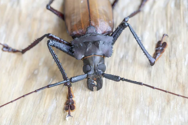 Ada Koh Phangan, Tayland dev Fiji Longhorn Beetle. Plan, makro. Dev Fiji uzun boynuzlu böcek, Xixuthrus Heros en büyük yaşayan böcek türlerinden biridir. Büyük tropikal böcek türleri