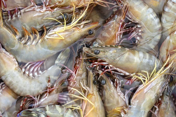 Crevettes fraîches de mer au marché de rue en Thaïlande. Concept de fruits de mer . — Photo