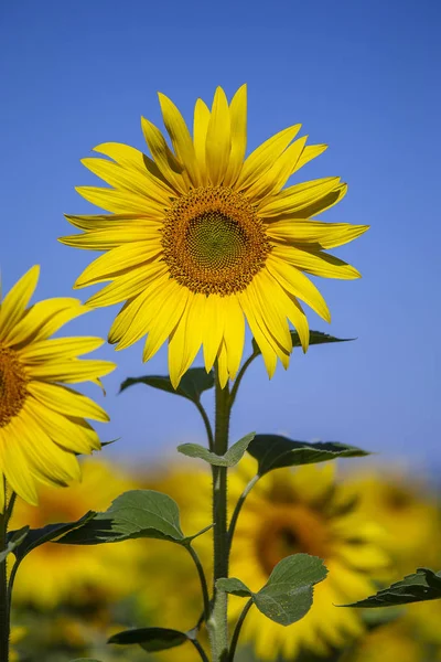 Vackert landskap med solros fält under blå himmel — Stockfoto