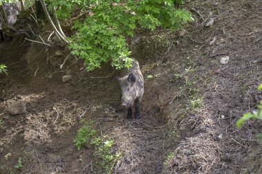 Vahşi yaban domuzu doğada, büyük bir yerde yürüyüş