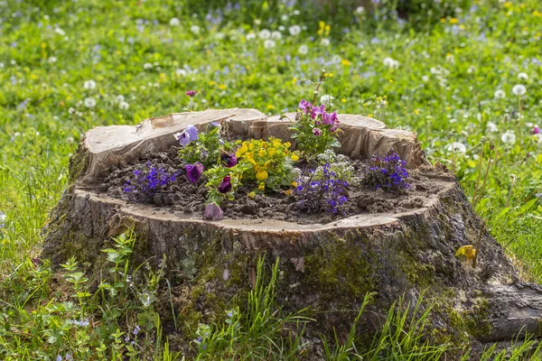 Lit de fleurs décoratif avec des fleurs sur la souche dans le jardin, gros plan — Photo