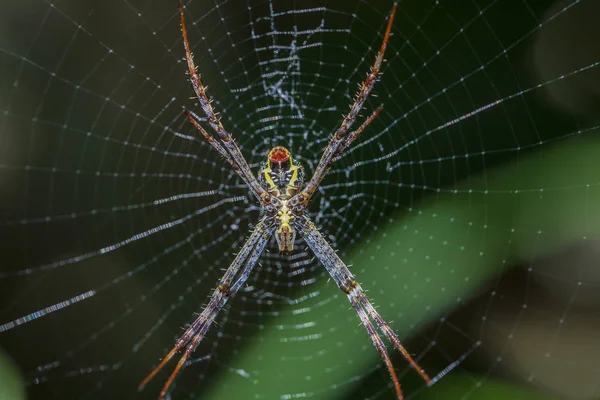 Αράχνη στο διαδίκτυο σε τροπικό νησί Μπαλί, Ινδονησία. Κοντινό — Φωτογραφία Αρχείου