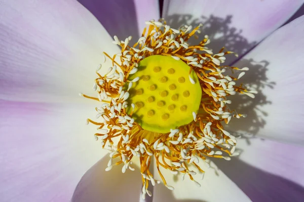 Pink water lily flower. Lotus flower in island Bali, Indonesia. Close up, macro — Stock Photo, Image