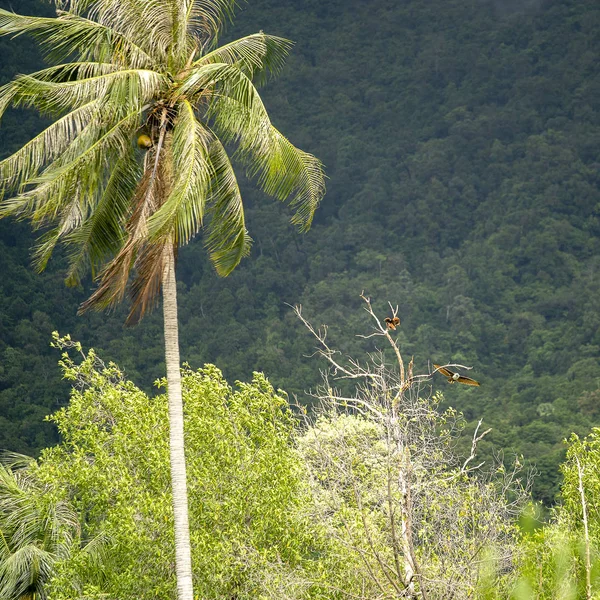 Pair of eagles sitting on a tree branch next to a green palm tree on a tropical island Phangan, Thailand. — Stock Photo, Image