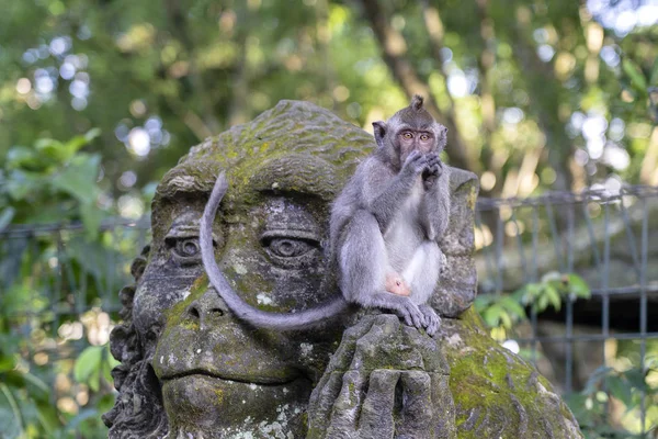 インドネシア・インドネシア・ウブド島の神聖な猿の森で猿の石像に座っている猿の肖像画。クローズ アップ — ストック写真