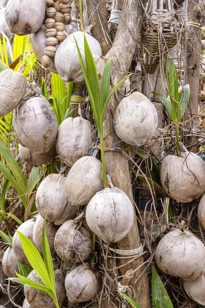 En mur av gamla kokosnötter på en tropisk strand i ön Koh Phangan, Thailand. Resekoncept — Stockfoto