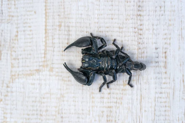 Asian black scorpion on white wooden background in Ubud, island Bali, Indonesia. Closeup — Stock Photo, Image