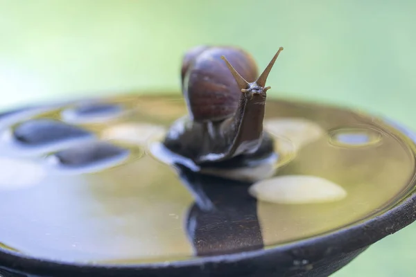 Eine schnecke im gehäuse kriecht auf einem keramischen topf mit wasser, sommertag im garten, close up, bali, indonesien — Stockfoto