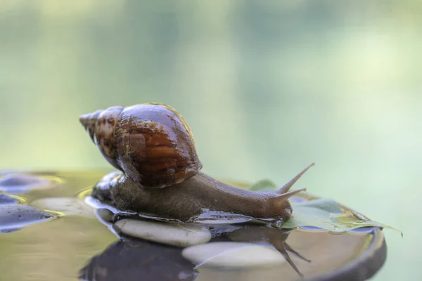 A snail in a shell crawls on a ceramic pot with water, summer day in garden, close up, Bali, Indonesia — Stock Photo, Image