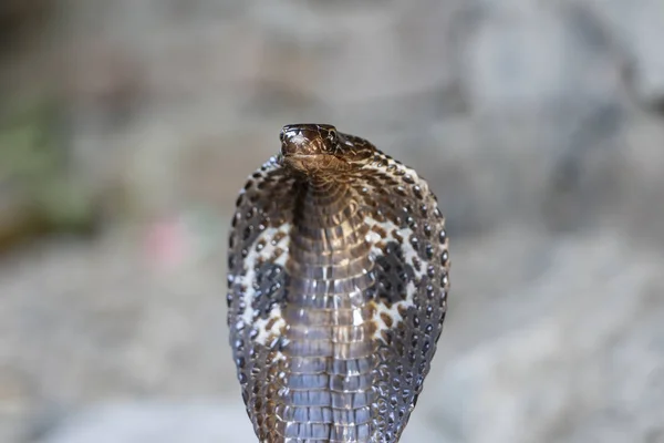 Porträtt Indian Cobra orm i Rishikesh, Indien, närbild — Stockfoto