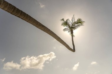 Tropikal sahilde deniz üzerinde asılı Hindistan cevizi palmiye ağacı kavisli, Tayland