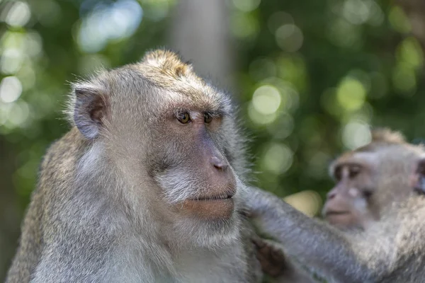 ウブド島、バリ島、インドネシアの神聖な猿の森で野生の猿の家族 — ストック写真