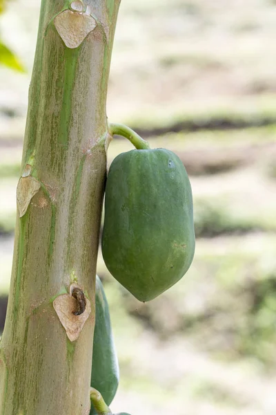 Papája, ovoce z papáje v zahradě na ostrově Bali, Indonésie. Organicky zelená čerstvá papája na stromě — Stock fotografie
