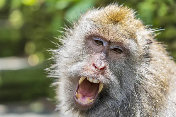 우붓, 섬 발리, 인도네시아에서 신성한 원숭이 숲에서 야생 원숭이 가족 — 스톡 사진