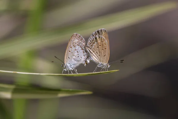 Un par de apareamiento de mariposa pequeña, encaramado en la punta de una planta verde, primer plano. Países Bajos — Foto de Stock
