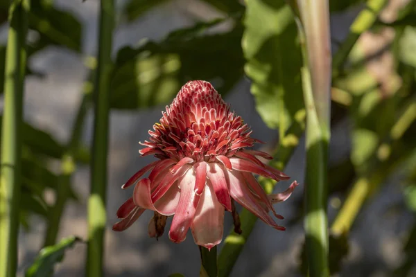 インドネシア・バリ島の赤い熱帯の花。クローズアップ — ストック写真