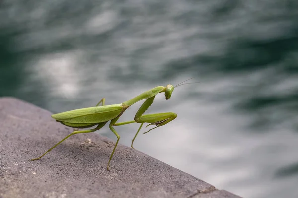 Kudlanky mantis religiosa, zblízka. Ostrov Bali, Indonésie — Stock fotografie