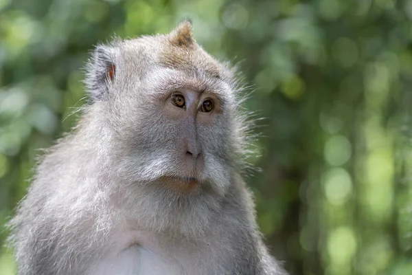 Familia de monos salvajes en el bosque sagrado de monos en Ubud, isla Bali, Indonesia —  Fotos de Stock