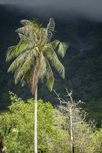 Par de águias sentado em um galho de árvore ao lado de uma palmeira verde em uma ilha tropical Phangan, Tailândia . — Fotografia de Stock