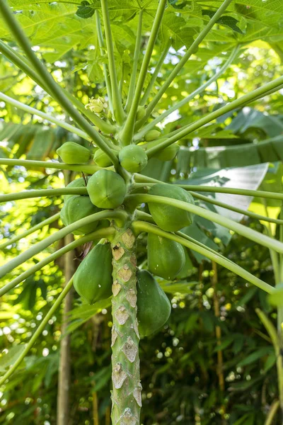 Csokor zöld papaya a fán Indonéziában — Stock Fotó