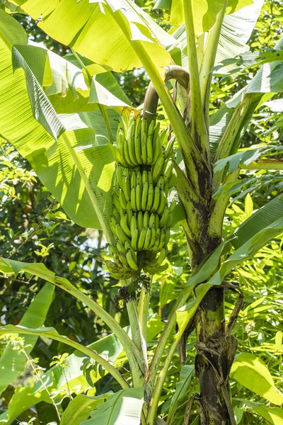 Um bando de bananas verdes na palmeira da Indonésia — Fotografia de Stock