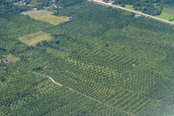 Tayland Palmiye tarlaları, uçak penceresinden bir görünüm. Doğa arka planı — Stok fotoğraf
