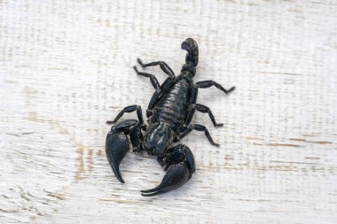 Ubud Beyaz ahşap arka planda Asya siyah akrep, ada Bali, Endonezya. Closeup