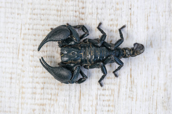 Азиатский черный скорпион на белом деревянном фоне в Убуде, остров Бали, Индонезия. Крупный план

