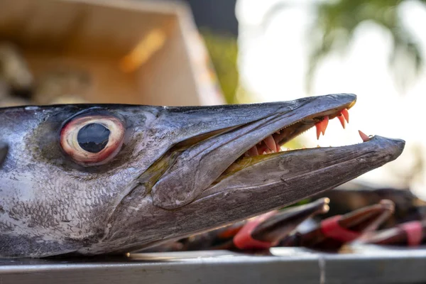バラクーダの歯をクローズアップ。ストリートフード市場で海鮮魚バラクーダ.シーフードのコンセプト。調理のための生のバラクーダ — ストック写真