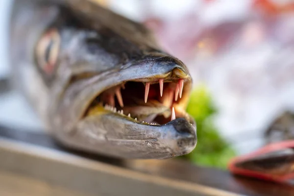 Close up on barracuda teeth. Sea fresh fish barracuda at street food market . Seafood concept. Raw barracuda for cooking