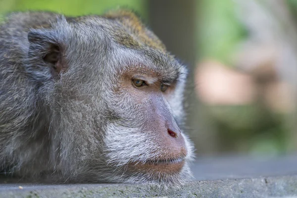 Familia de monos salvajes en el bosque sagrado de monos en Ubud, isla Bali, Indonesia —  Fotos de Stock