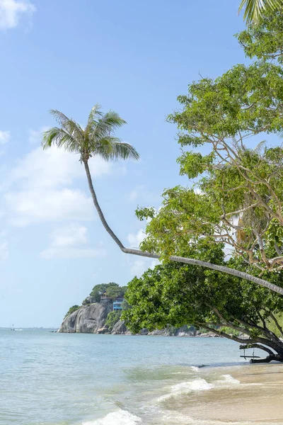 Palmy kokosowe zakrzywione wiszące nad morzem na tropikalnej plaży, Tajlandia — Zdjęcie stockowe
