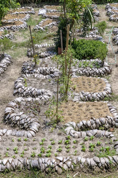 Young seedlings in a tropical garden of coconut shell. Island Bali, Indonesia — Stock Photo, Image