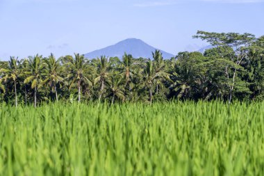 Pirinç tarlaları, palmiye ağacı ve Agung yanardağı ile güneşli gün Adası Bali, Endonezya'da manzara. Doğa ve seyahat kavramı