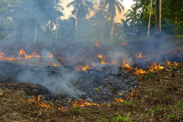 Incendio de Bush en bosque tropical en la isla Koh Phangan, Tailandia, de cerca —  Fotos de Stock