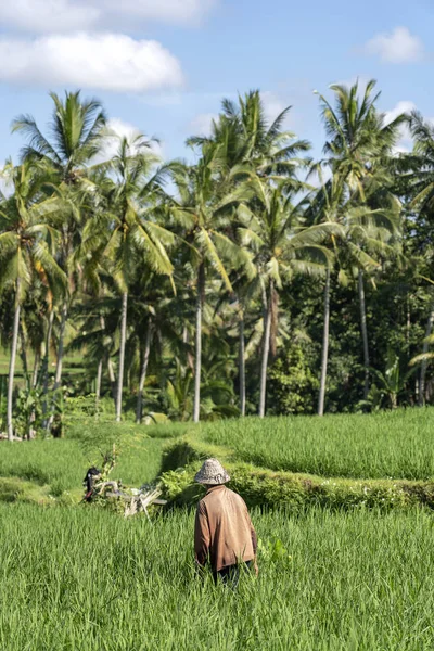 Vecchio agricoltore con un cappello di paglia che lavora in una piantagione di riso verde. Paesaggio con risaie verdi e vecchio nella giornata di sole sull'isola di Bali, Indonesia — Foto Stock