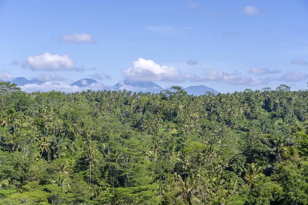 Pirinç tarlaları, palmiye ağacı ve Agung yanardağı ile güneşli gün Adası Bali, Endonezya'da manzara. Doğa ve seyahat kavramı