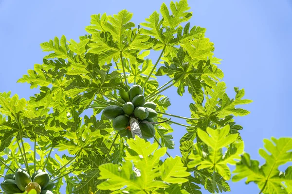 Green papaya fruits of papaya tree in garden in Ubud, island Bali, Indonesia . — Stock Photo, Image