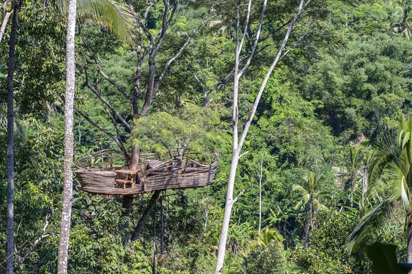 Extrémní rekreační oblast na vysokém tropickém stromě v džungli poblíž terasy s rýží na ostrově Bali, Indonésie — Stock fotografie