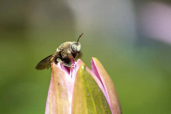 Asian bumblebee on a pink lotus flower in Ubud, Island Bali, Indonesia. Close up — Stock Photo, Image